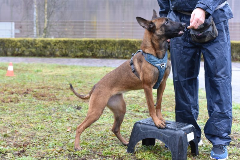 j rambo|asielhond gedetineerden Dutch Cell Dogs trainingsprogramma